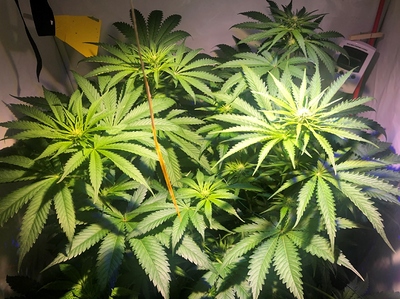 Growreport Bild 2