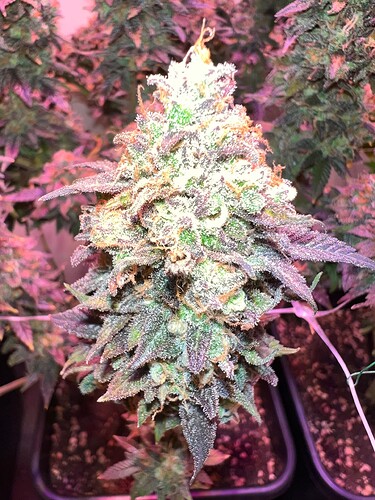 Growreport Bild 3