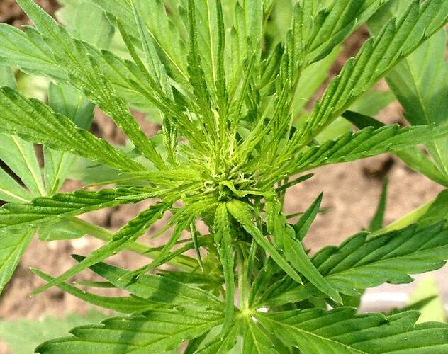 054_AutoBluete01_AFBB2