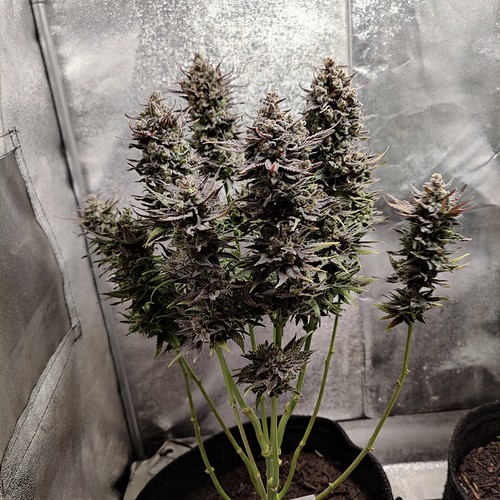 Growreport Bild 36