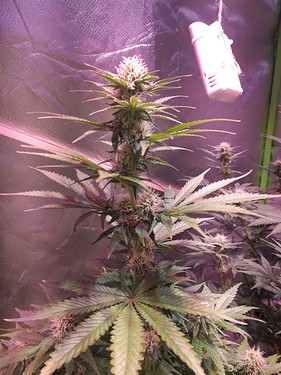 Growreport Bild 11