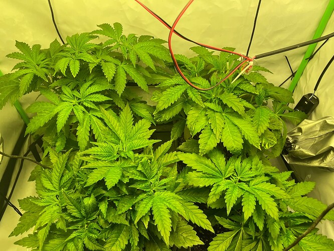Growreport Bild 13