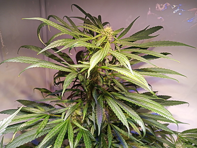 Growreport Bild 2