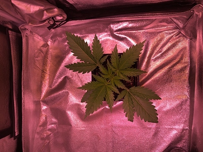 Growreport Bild 2