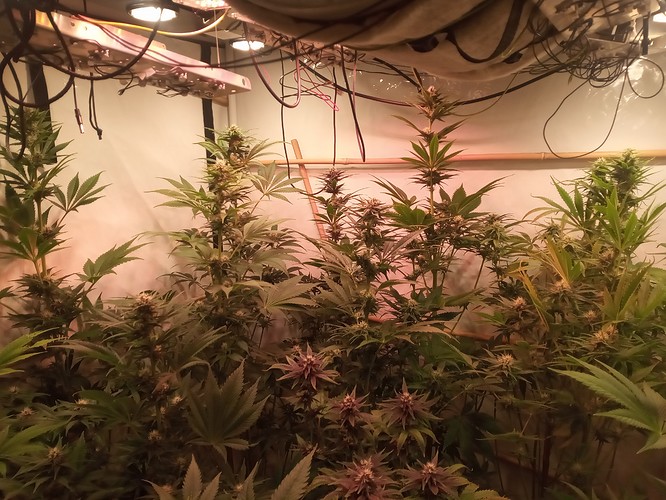Growreport Bild 27