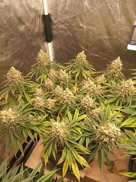 Growreport Bild 2