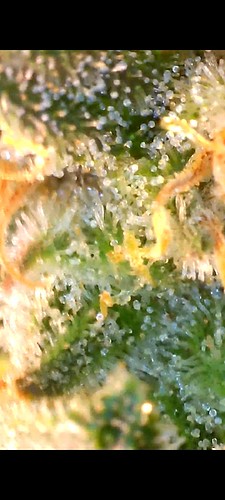 Growreport Bild 12