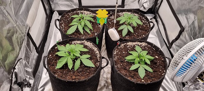 Growreport Bild 31