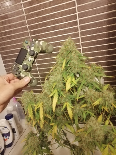 Growreport Bild 3