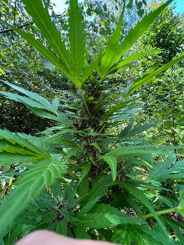 Growreport Bild 6
