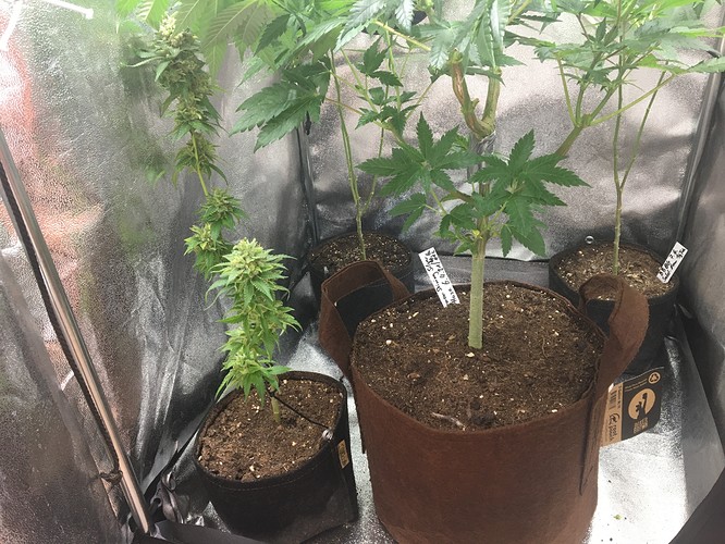 Growreport Bild 2