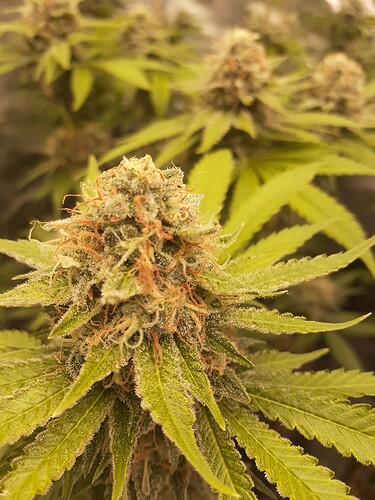 Growreport Bild 3
