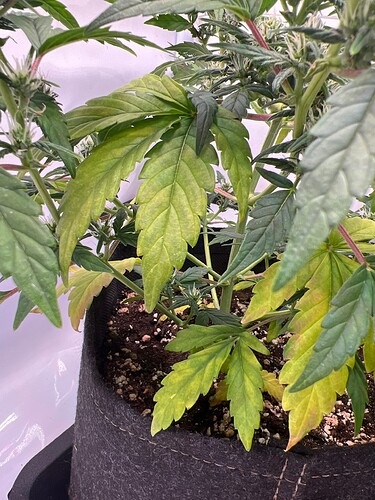 Growreport Bild 5