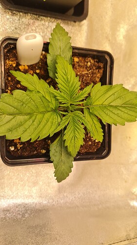 Growreport Bild 1