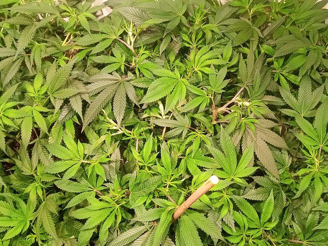 Growreport Bild 52
