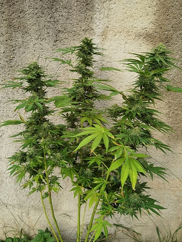Growreport Bild 3