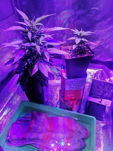 Growreport Bild 3