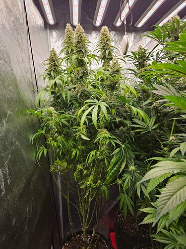 Growreport Bild 1