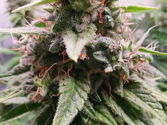 Growreport Bild 8