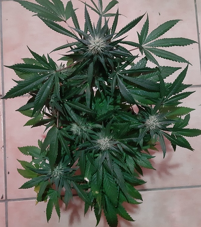 Growreport Bild 11