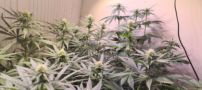 Growreport Bild 4