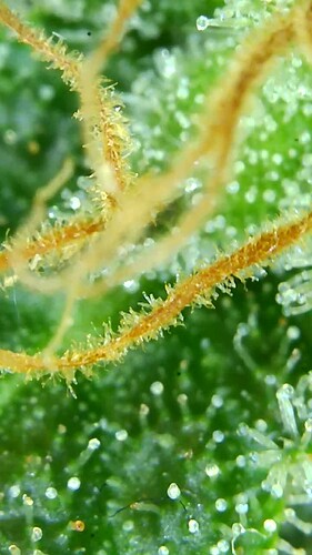 Growreport Bild 53