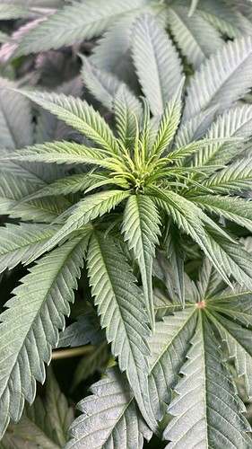 Growreport Bild 17