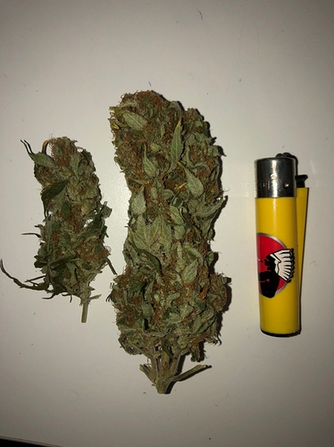 Growreport Bild 14