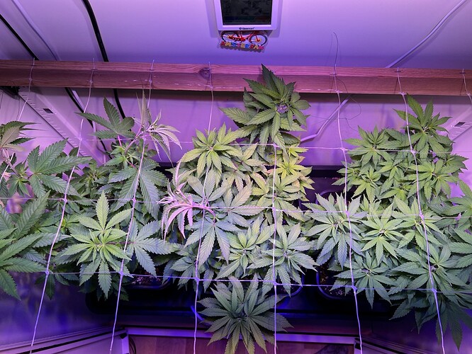 Growreport Bild 3