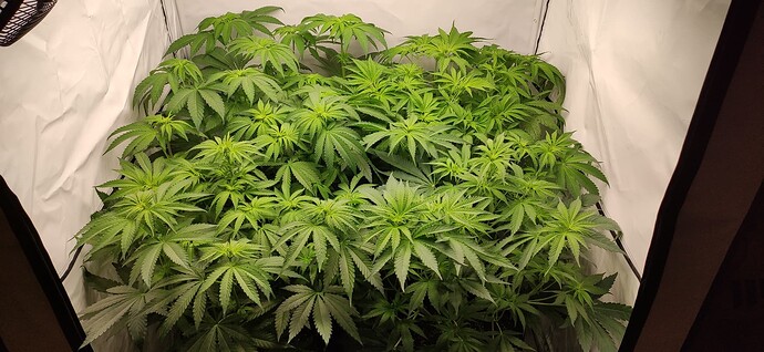 Growreport Bild 4