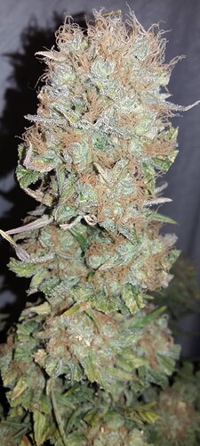 Growreport Bild 10