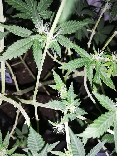 Growreport Bild 5