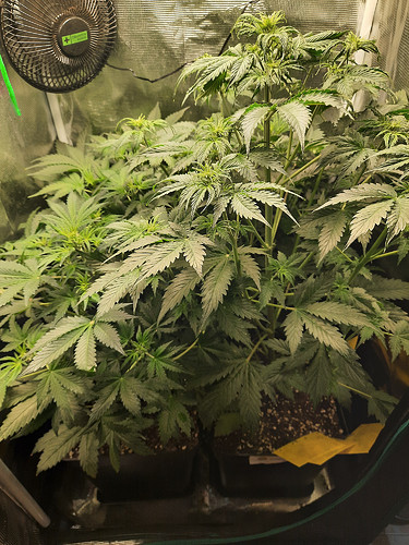 Growreport Bild 2