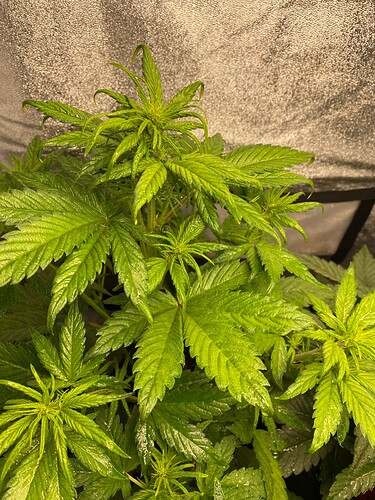 Growreport Bild 6