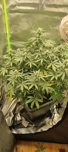 Growreport Bild 9