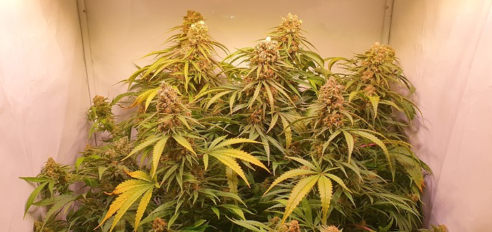 Growreport Bild 3