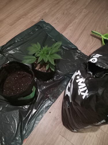 Growreport Bild 77
