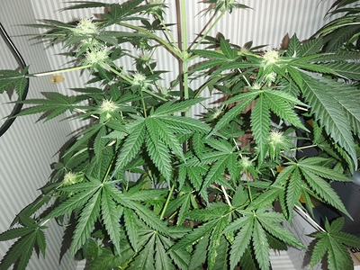 Growreport Bild 6