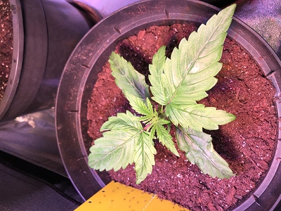 Growreport Bild 11