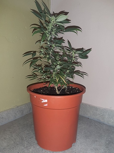 Growreport Bild 7