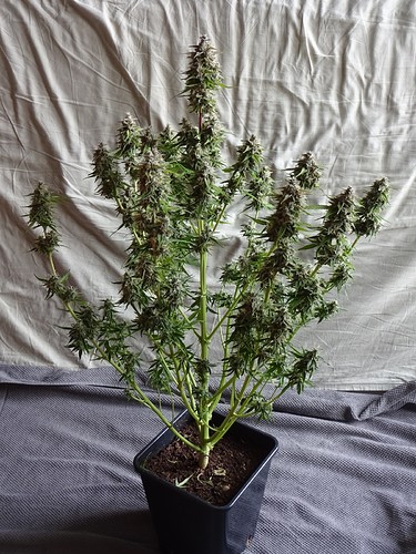Growreport Bild 2