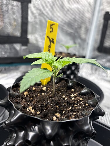 Growreport Bild 32