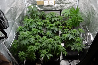 Growreport Bild 3