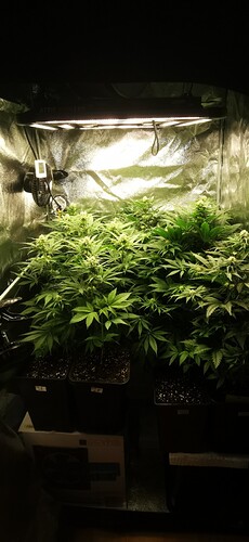 Growreport Bild 28