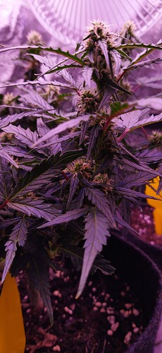 Growreport Bild 83