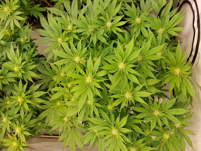 Growreport Bild 2