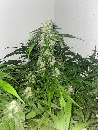 Growreport Bild 10