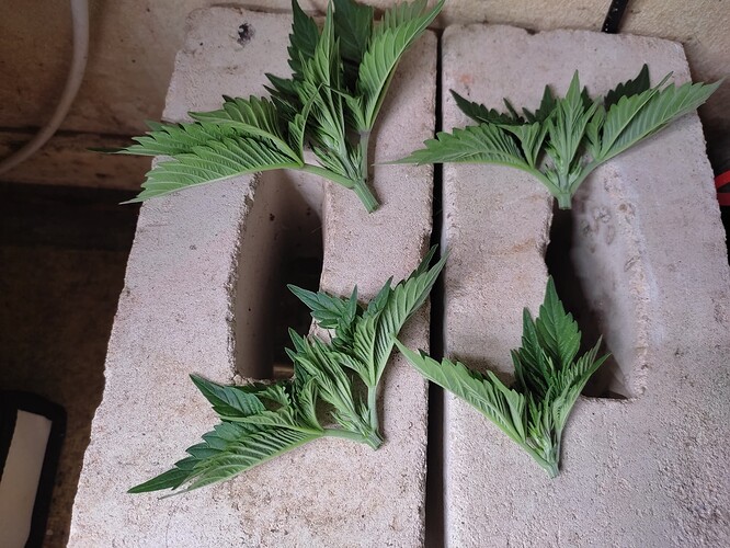 Growreport Bild 13