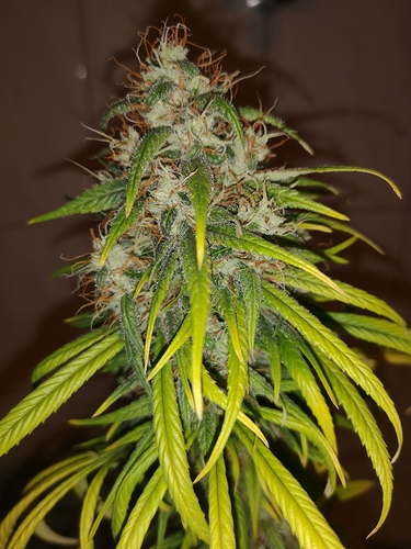 Growreport Bild 11