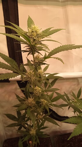 Growreport Bild 3
